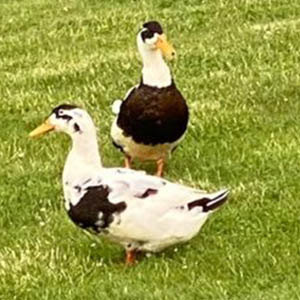 Duck Magpie01