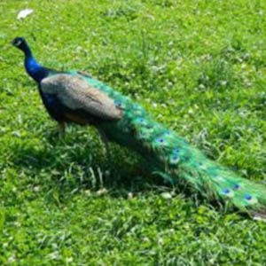 peacock tail peacock tail