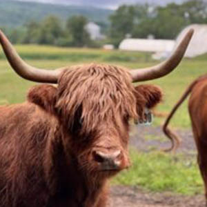 scottish highlander2 scottish highlander2